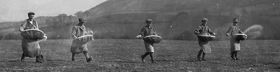 A picture of sowers sowing seed